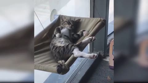 Baby cats - Cute and Funny cat compilation #2