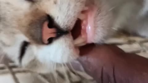 Cute and funny cat videos