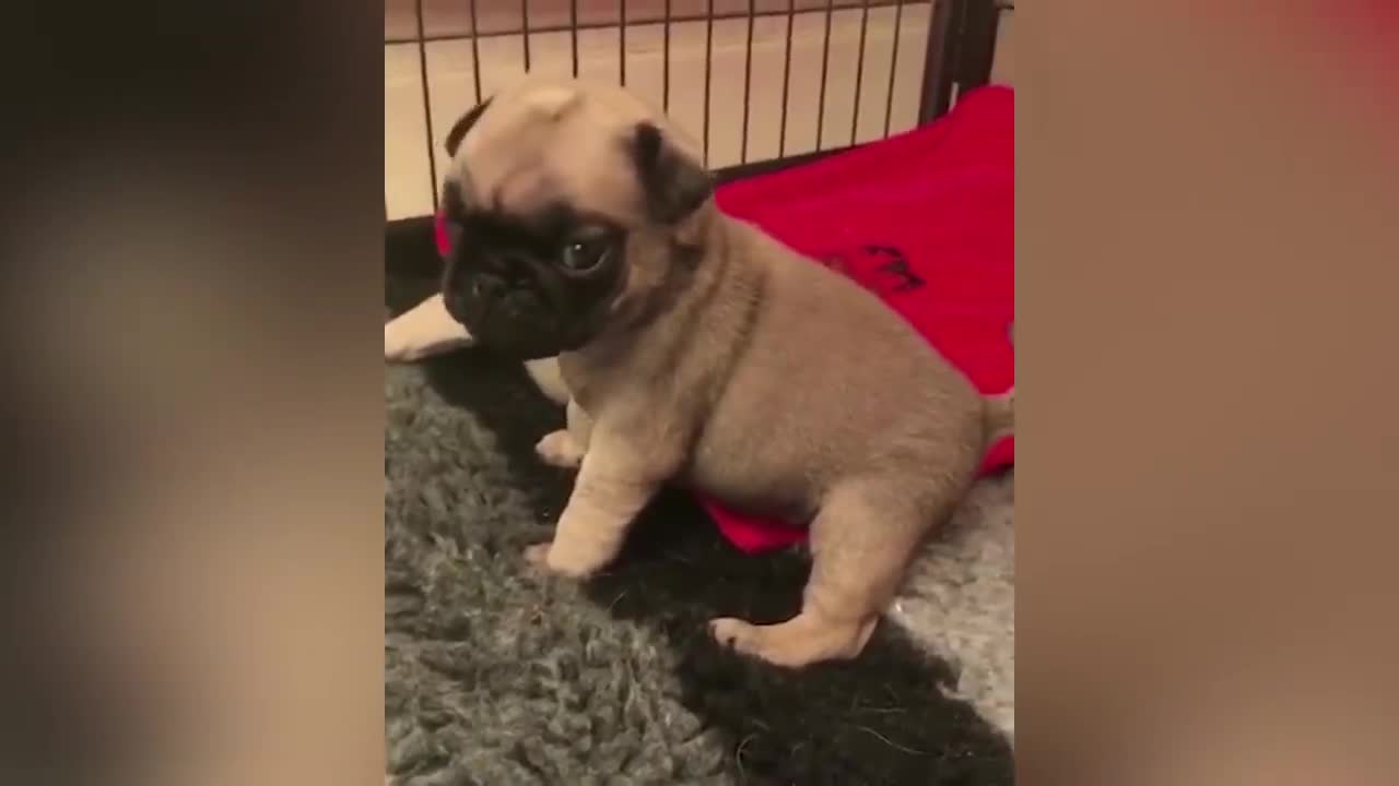 Cute Puppies Playing Around 2021 | Funny Pet Videos