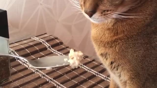 Cat and oatmeal