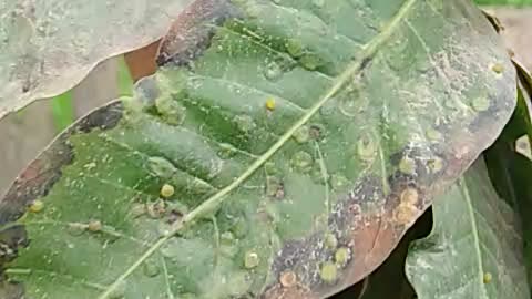 Mango leaf 🌿 hopper eggs