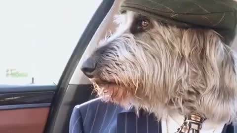 peaky blinders my dog