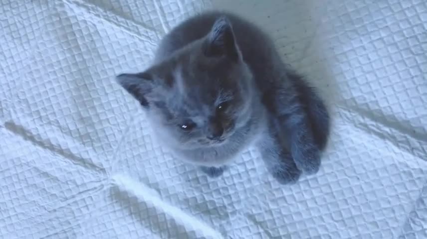 That sad little look. love love