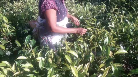 Rural woman picking tea leaves