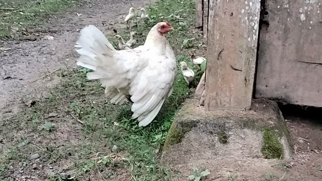 guarding her chicks