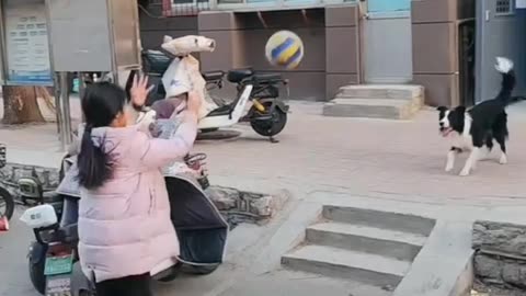 Smart Dog ! Girl and dog Fun Gems videos