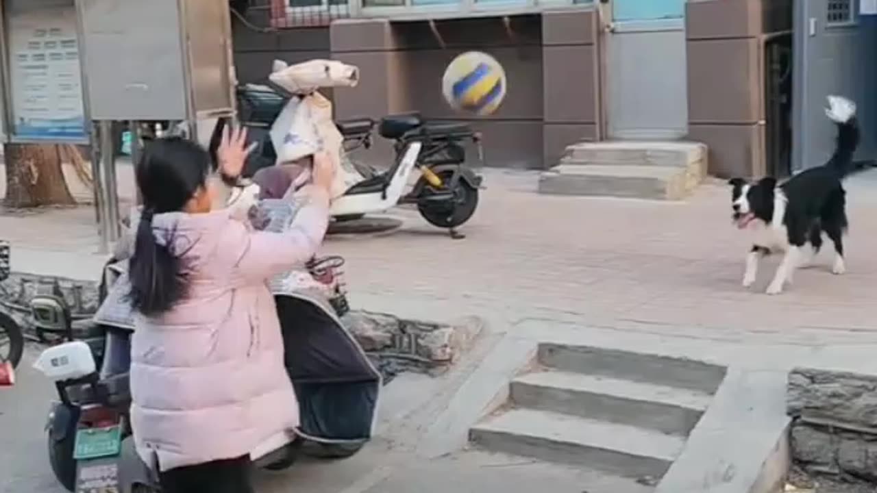 Smart Dog ! Girl and dog Fun Gems videos