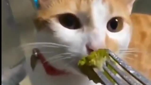 GATO OLIENDO BROCOLI