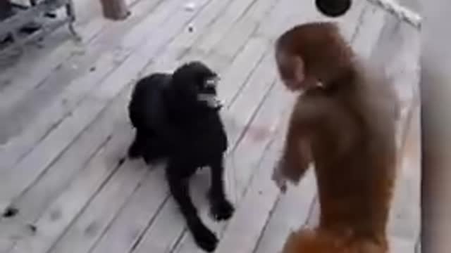 Dog vs monkey funny videos