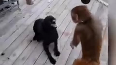 Dog vs monkey funny videos