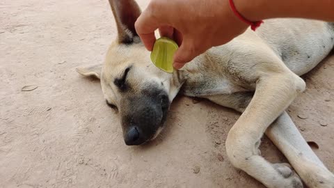 WAKING UP DOGS WITH LEMON IN THEIR MOUTH