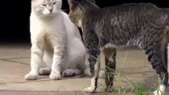 Two real cat funny video