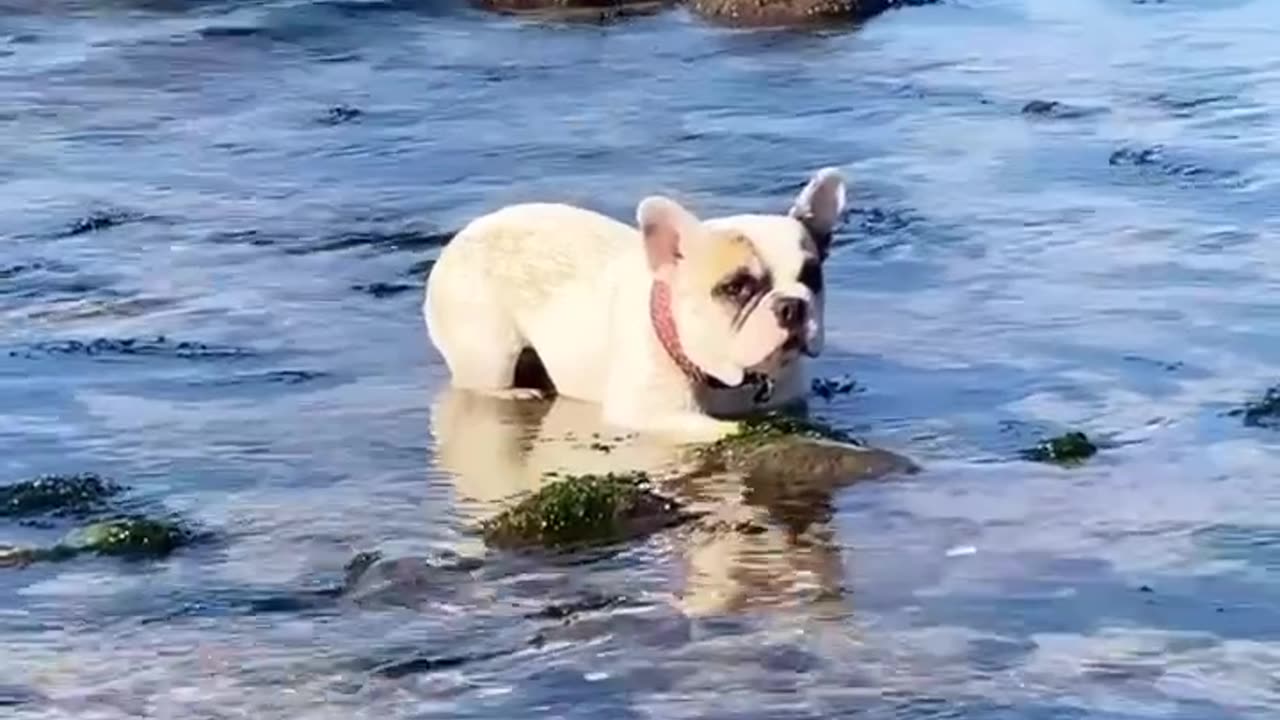 French Bulldogs In A Standoff