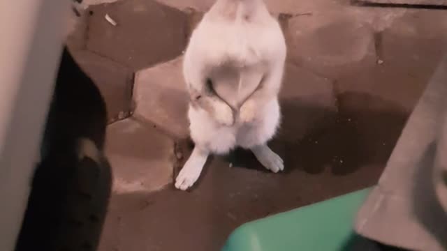 Standing Cat Begs Food