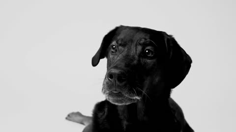 Throwing a treat to a dog