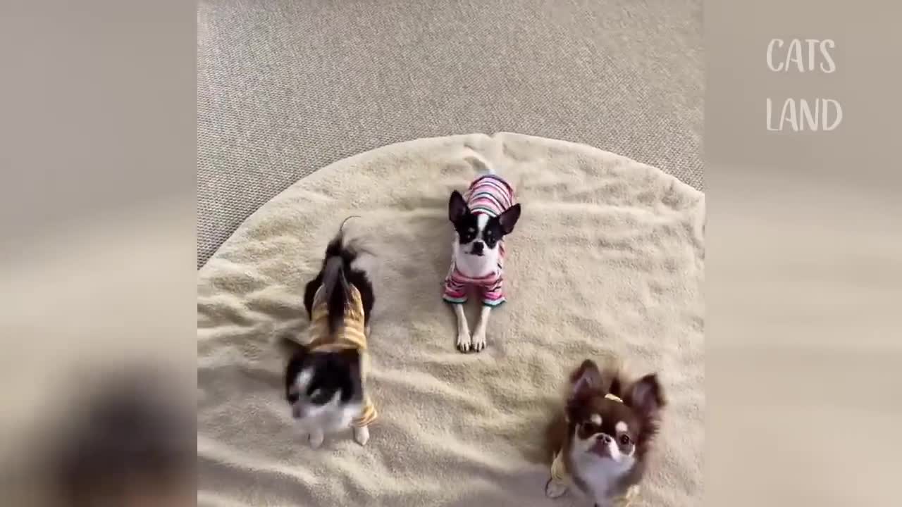 Oh God Cutest and Funniest Cats Ever