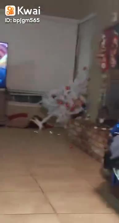 o gato derruba arvore de natal #shorts