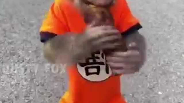 Funny monkey