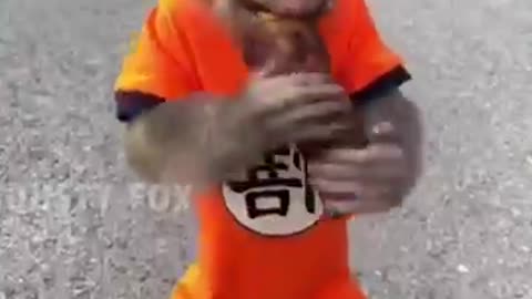 Funny monkey