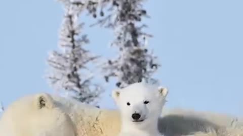Polar Bear Mother