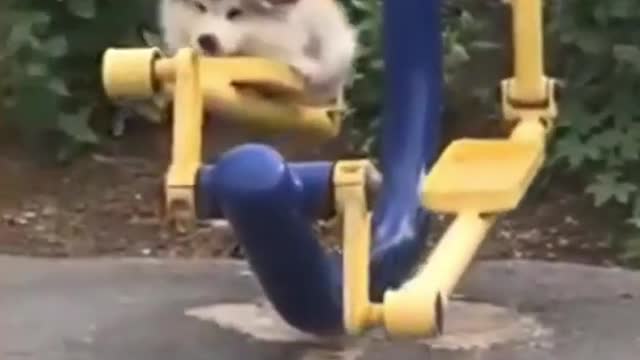 Wow! Very Nice Baby Dogs -Cute And Funny Dog