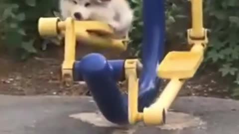 Wow! Very Nice Baby Dogs -Cute And Funny Dog