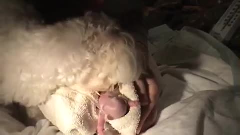 Amazing dog birth only 15mn