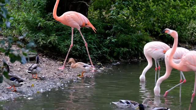 Flamingo Pink Bird look like Angel