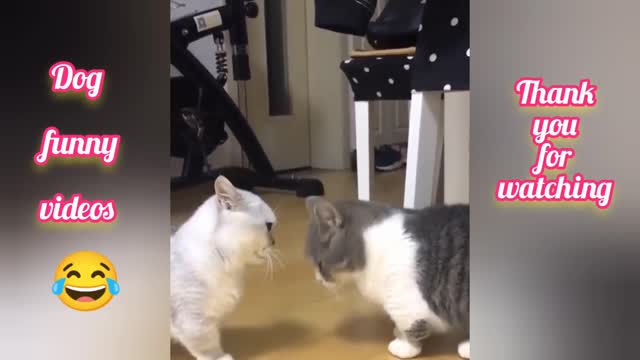 Cats play and fighting funny videos