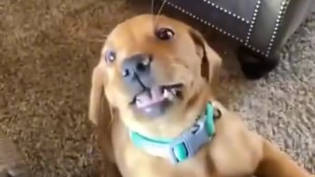 Best Funny Dogs Video -EP (53)