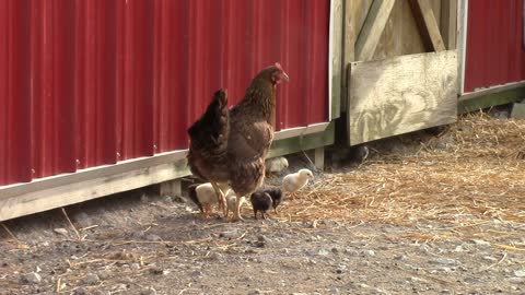 Baby chicks