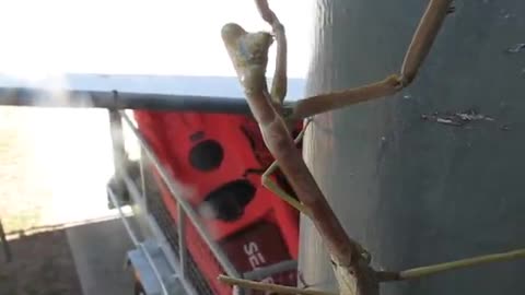 praying mantis up close