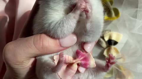 feeding-a-hamster