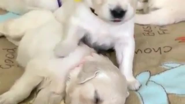 A group of just born Niu Niu