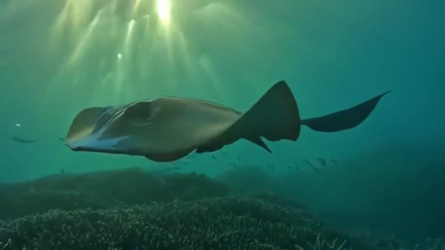 Dolphins have sometimes been known to save drowning swimmers.