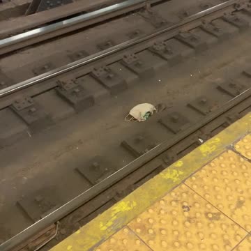 Rat in subway train tracks drags brown bag