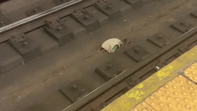 Rat in subway train tracks drags brown bag