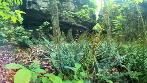 Hidden Fern Valley in the Ozarks