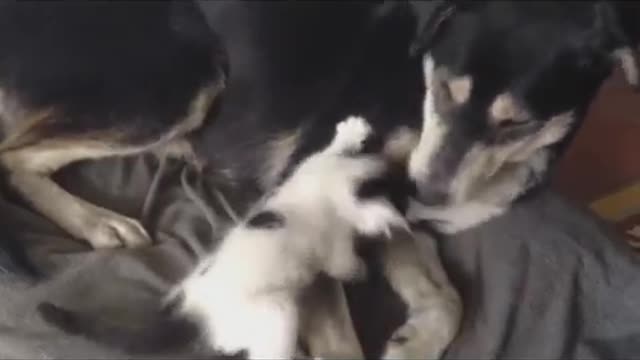 Moment of tenderness between dog and cat