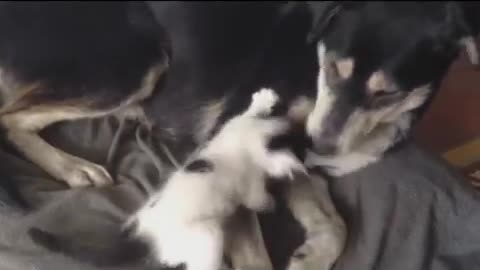 Moment of tenderness between dog and cat