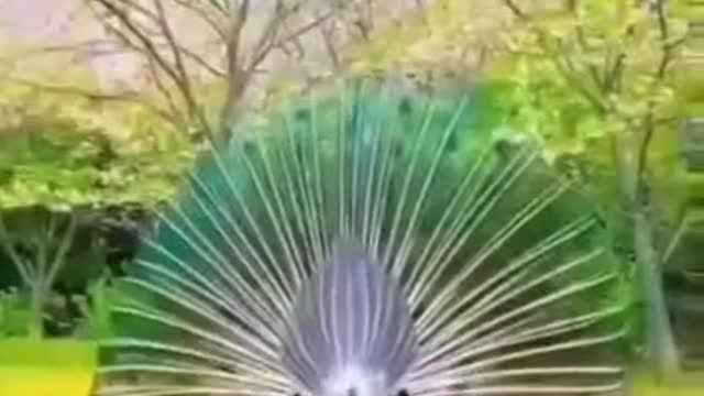 AMAZING WHITE PEACOCK DANCE BLUE WHITE PEACOCK DANCE