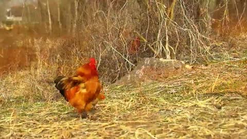 beautiful chicken on farm (15)