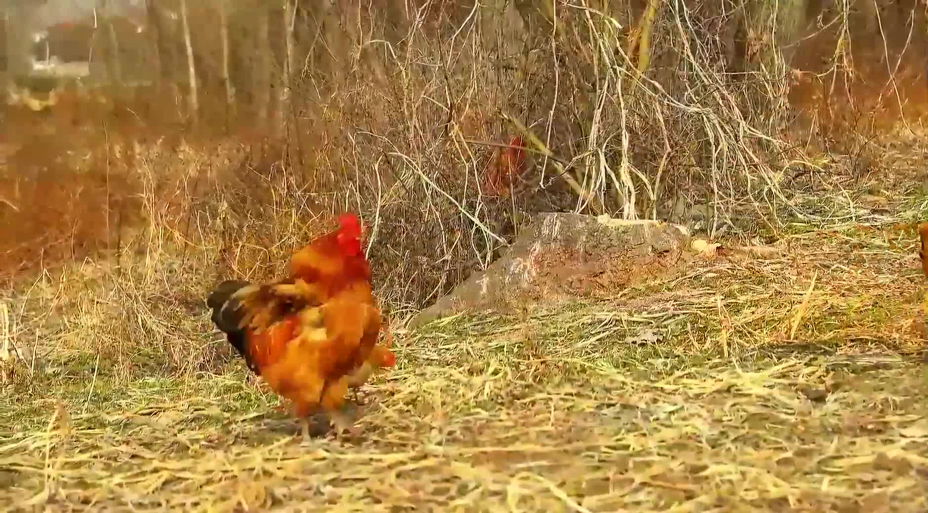 beautiful chicken on farm (15)