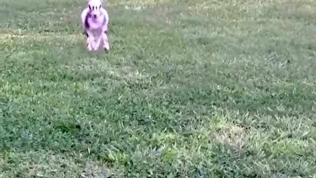 Goat with neurological damage jumps for joy at sanctuary