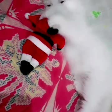 Kitten Bitting Santa Claus