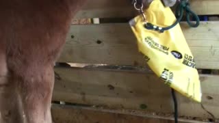 Baby Belgian Plays with Shaving Bag