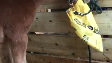 Baby Belgian Plays with Shaving Bag