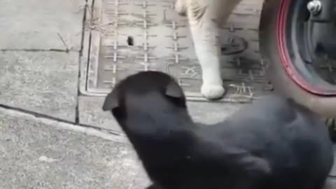 Cute animals videos