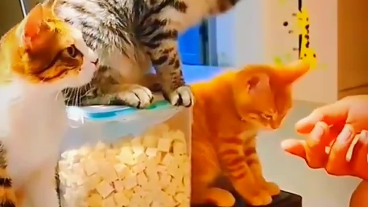 The Cat Handshake Human Eating Food Videos _ Animals Cute Video #156