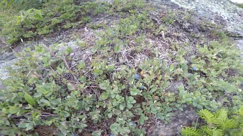 Alpine Bilberries